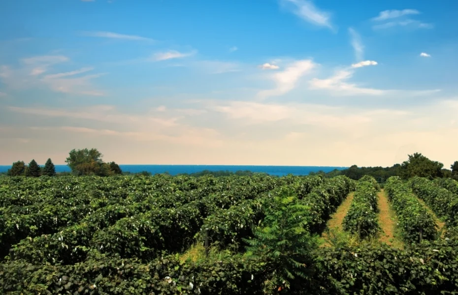 Vineyard along Lake Erie