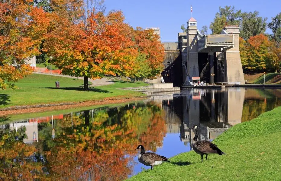 Canada Geese lounge in front of the Peterborough Lift Lock in Canada