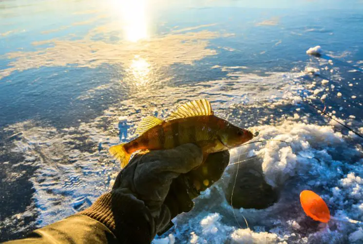 An angler holds up a small perch he caught wile ice fishing on a lake in Wisconsin